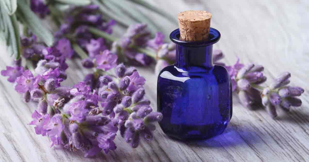 lavender essential oil